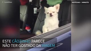 Cãozinho tem reação hilária ao olhar pela janela de carro