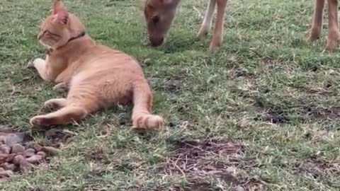 Curious fawn inspects friendly kitty