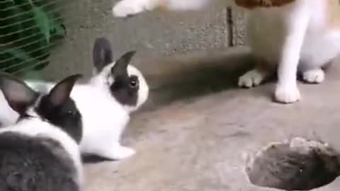 two funny rabits playing with cat, Funniest Cats, Best Funny Cat Videos Of This Week #short 49