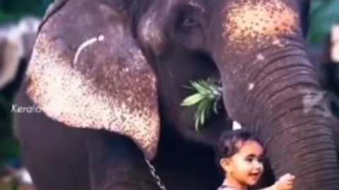LITTLE QUEEN FEEDING IN TO ELEPHANT