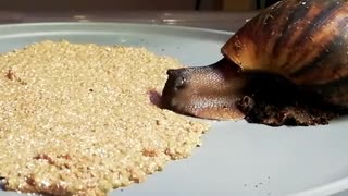 Snails devours protein snack in time lapse format