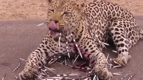 Leopard Male vs Porcupine