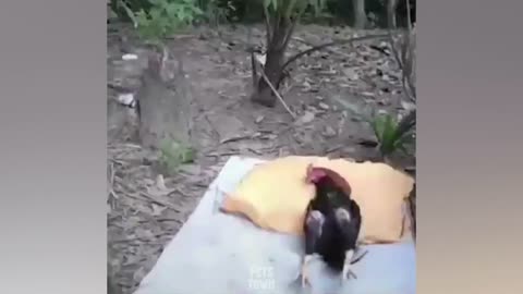 Funny Chicken Videos compilation