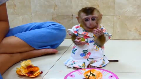 polite and beautiful monkey