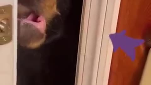 Wild Bear Helps Home owner Close The Door