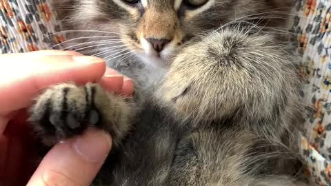 A Person Massaging the Paws of a Kitten