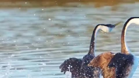Race between two ducks in the river