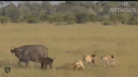 Viral Wild Wildlife Video You never wish to be missed!!