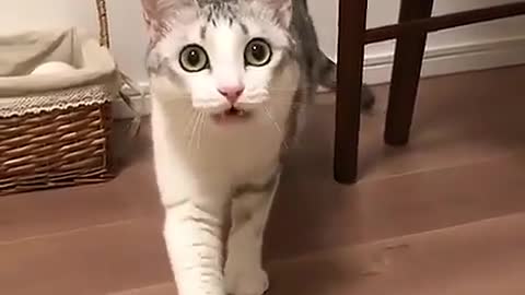 cat wanting to play