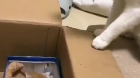 Get in this box, kitty. Kkkk