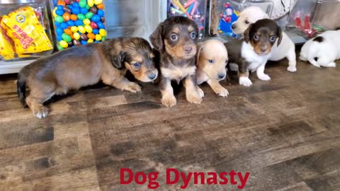 Six miniature dachshund puppies
