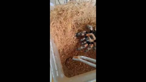 My tarantula