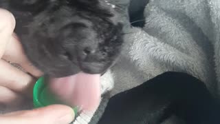 Tiny Puppy Gets Catered To