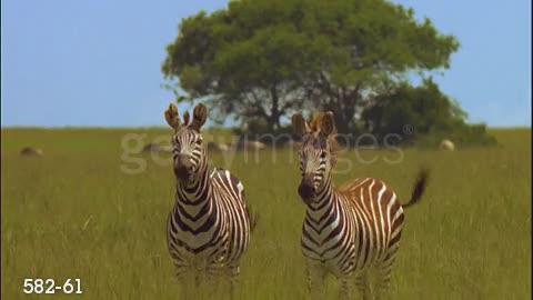 Two zebras on grassy plain looking toward camera / one nodding head