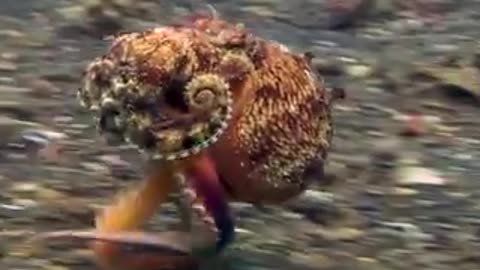 An Octopus ‘walking’ in a hurry