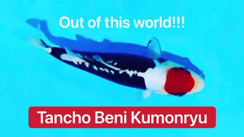Tancho Beni Kumonryu 😱🏆🇯🇵 Amazing Koi 🎏🔥😗