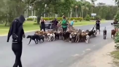 Man attempts to break world record for dog walking with 55 dogs