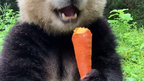 The more the panda eats carrots, the more hungry I am