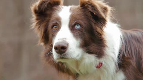 Heterochromia can happen in any dog.