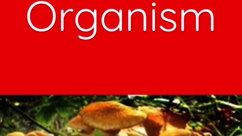 The Largest Living Organism! #largest #organism #interestingthings