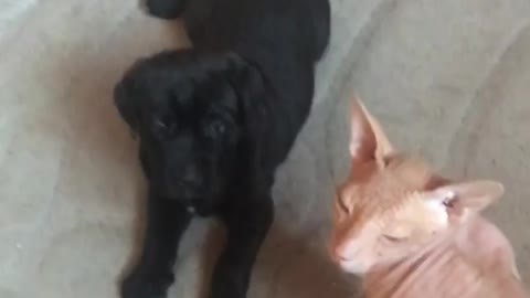 Adorable puppy playing with a cat