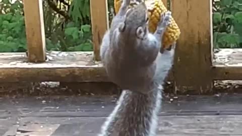 A squirrel having corn food in funny way