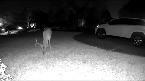(31min) Relaxing video of Whitetail deer in my Cypress TX neighborhood -- 5 or 6 bucks