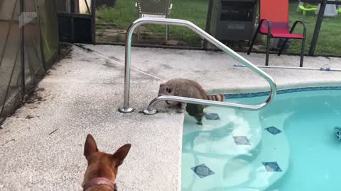 Pet Racoon Swims in Pool