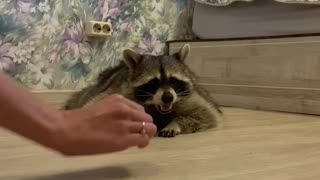 Raccoon Crawls on Belly for Snacks