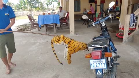 Prank tiger with a dog, so funny