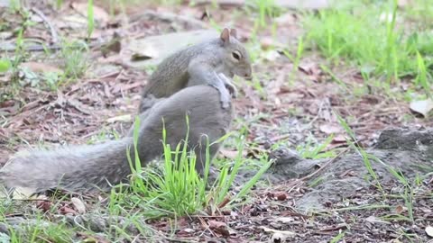 Squirrel 🐿️##Love to each other ❣️❣️