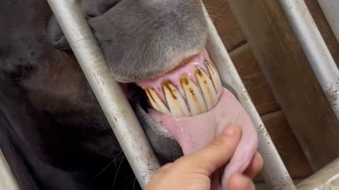 Silly Horse Lets Tongue Hang Out