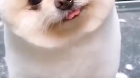 Funny Dog shaking is head!! VERY CUTE