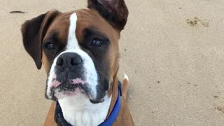 Boxer's Ears Waving in the Wind at the Beach
