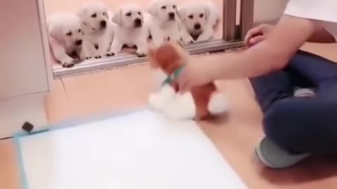 Funny dogs video