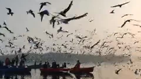 MA GIGRIN FARM Birds Flying in Slow Motion - Red Kite Bird Extravaganza