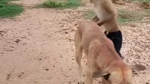 Funny monkey and dog
