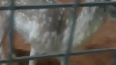 Deer in the zoo