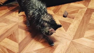 Wet cat shakes a leg