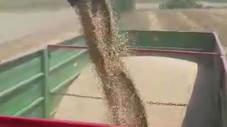 Pouring wheat