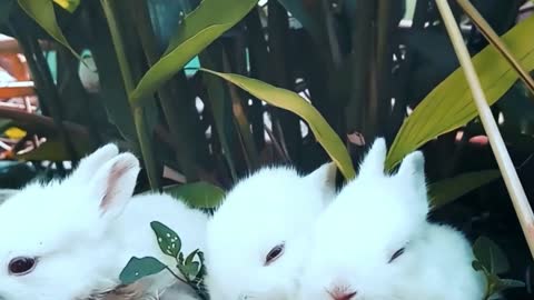 Top 10 Most 🐰Beautiful 🐇Animals in the world