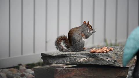 Hungry squirrel🐿🐿🐿
