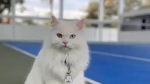 Kumpulan Kucing Lucu, Gemesin, Gemoy _ Video Tik tok Kucing Lucu Viral Terbaru 2020