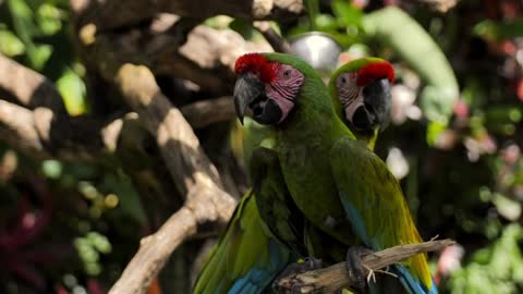 Green Parrot seating on the tree