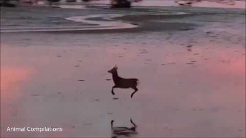 Baby Deer cute Jumping and Hopping - CUTEST Compilation