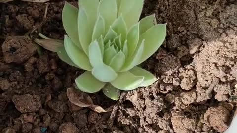 A pot of newly sprouted flower seedlings