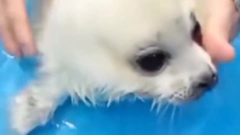 baby white seal learns to swim