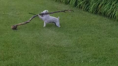 White dog carries giant tree branch