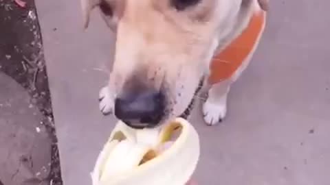 Funny Kind Dog Eating Banana