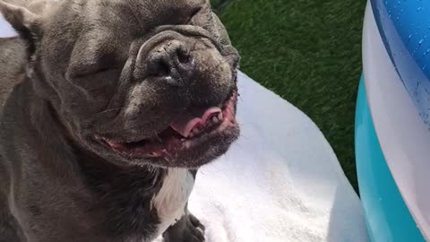 French Bulldog Loses His Mind Over Brand New Pool